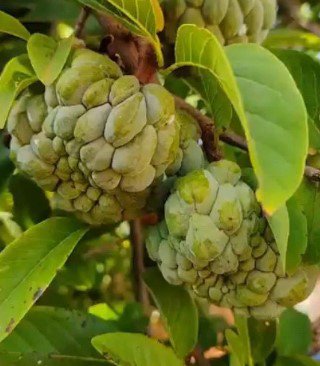 Noina plant, Custard Apple, Sugar Apple Fruit Live Plant Rare - Plant for Your Home Garden