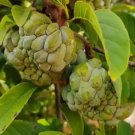 Noina plant, Custard Apple, Sugar Apple Fruit Live Plant Rare - Plant for Your Home Garden