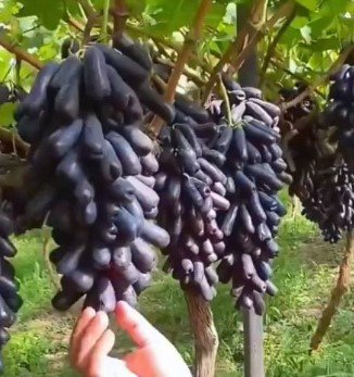 moondrrop Grape Rare Fruit Live Plant Rare - Plant for Your Home Garden