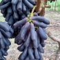 moondrrop Grape Rare Fruit Live Plant Rare - Plant for Your Home Garden