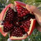Wonderful Pomegranate Rare Fruit Live Plant Rare - Plant for Your Home Garden