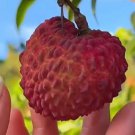 Sweet Heart Lychee Rare Fruit Live Plant Rare - Plant for Your Home Garden