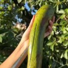 Avocado Long Neck (Persea Americana) Rare Fruit Live Plant Rare - Plant for Your Home Garden