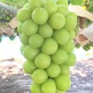 Shine Muscat Japanese Grape Rare Fruit Live Plant Rare - Plant for Your Home Garden