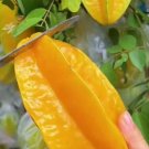 Averrhoa Carambola Starfruit Rare Fruit Live Plant Rare - Plant for Your Home Garden