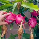 Dragon Fruit Pitahaya Hylocereus Undatus Rare Fruit Live Plant Rare - Plant for Your Home Garden