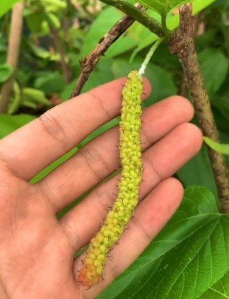 Pakistan Mulberry Tree Rare Fruit Live Plant Rare - Plant for Your Home Garden