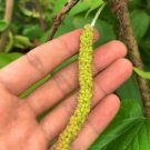 Pakistan Mulberry Tree Rare Fruit Live Plant Rare - Plant for Your Home Garden