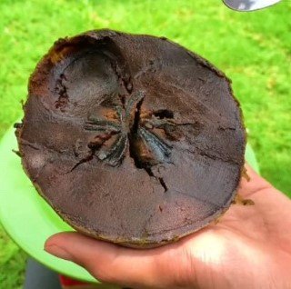 Black Sapote Diospyros Nigra Tree Rare Fruit Live Plant Rare - Plant for Your Home Garden