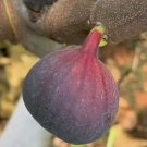 Louisiana Purple Fig Tree Rare Fruit Live Plant Rare - Plant for Your Home Garden