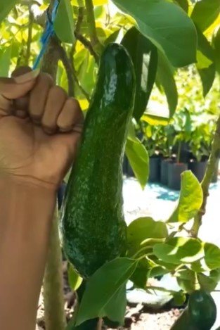 Russell Avocado Tree Rare Fruit Live Plant Rare - Plant for Your Home Garden