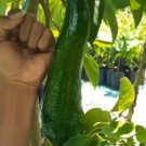 Russell Avocado Tree Rare Fruit Live Plant Rare - Plant for Your Home Garden