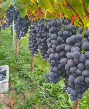 Purple Kyoto Grape Tree Rare Fruit Live Plant Rare - Plant for Your Home Garden