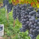 Purple Kyoto Grape Tree Rare Fruit Live Plant Rare - Plant for Your Home Garden