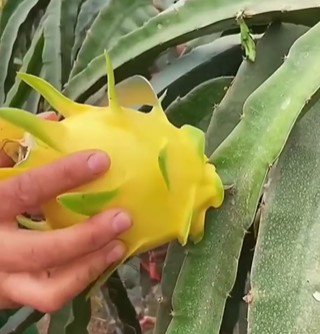 Yellow dragon fruit Starter Rare Fruit Live Plant Rare - Plant for Your Home Garden