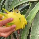 Yellow dragon fruit Starter Rare Fruit Live Plant Rare - Plant for Your Home Garden