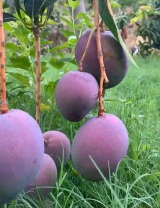 Mango Palmer (Manglifera) Rare Fruit Live Plant Rare - Plant for Your Home Garden