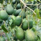 Haas Avocado Tree Rare Fruit Live Plant Rare - Plant for Your Home Garden