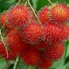 Rambutan Exotic Fruit Tree Rare Fruit Live Plant Rare - Plant for Your Home Garden