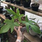 Philodendron Florida beauty Rare Flower Live Plant - Plant for Your Home Garden