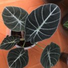 alocasia black velvet Houseplant Rare Flower Live Plant - Plant for Your Home Garden
