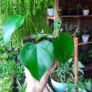 Philodendron Rugosum Houseplant Rare Flower Live Plant - Plant for Your Home Garden