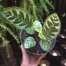 Calathea makoyana Houseplant Rare Flower Live Plant - Plant for Your Home Garden