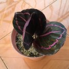 Calathea Roseo Picta Houseplant Rare Flower Live Plant - Plant for Your Home Garden