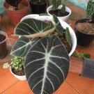 alocasia black Houseplant Rare Flower Live Plant - Plant for Your Home Garden