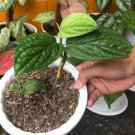 Monstera Karstenianum Peru Houseplant Rare Flower Live Plant - Plant for Your Home Garden