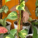 Golden Pothos Variegated Houseplant Rare Flower Live Plant - Plant for Your Home Garden