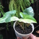 Variegated Syngonium Albo Houseplant Rare Flower Live Plant - Plant for Your Home Garden