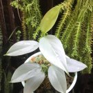 Philodendron SIlver Swords Houseplant Rare Flower Live Plant - Plant for Your Home Garden