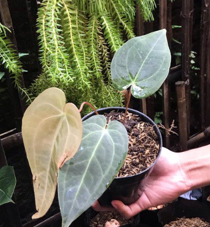 anthurium forgetii red dot Houseplant Rare Flower Live Plant - Plant for Your Home Garden