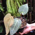 anthurium forgetii red dot Houseplant Rare Flower Live Plant - Plant for Your Home Garden