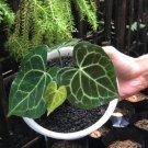 Anthurium Crystallinum Houseplant Rare Flower Live Plant - Plant for Your Home Garden
