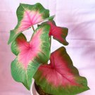 Caladium Pink Green Houseplant Rare Flower Live Plant - Plant for Your Home Garden