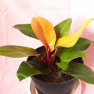philodendron orange marmalade Houseplant Rare Flower Live Plant - Plant for Your Home Garden