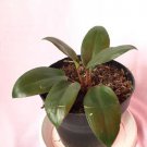 Philodendron Congo Houseplant Rare Flower Live Plant - Plant for Your Home Garden