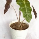 Alocasia Pseudo Sanderiana Houseplant Rare Flower Live Plant - Plant for Your Home Garden
