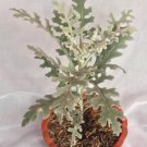 Dusty Miller Houseplant Rare Flower Live Plant - Plant for Your Home Garden