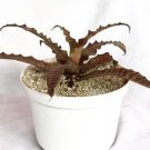 Bromeliad Cryptanthus Absolute Zero Houseplant Rare Flower Live Plant - Plant for Your Home Garden
