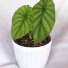 Alocasia green shield Houseplant Rare Flower Live Plant - Plant for Your Home Garden