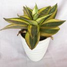 Sansevieria Trifasciata Golden Hahnii Houseplant Rare Flower Live Plant - Plant for Your Home Garden