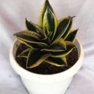 Sansevieria Gold Flame Houseplant Rare Flower Live Plant - Plant for Your Home Garden