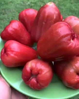 Red Wax apple Fruit Houseplant Rare Tree Live Plant - Plant for Your Home Garden
