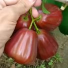 Wax apple Fruit Houseplant Rare Tree Live Plant - Plant for Your Home Garden