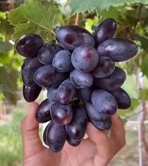 grape Fruit Houseplant Rare Tree Live Plant - Plant for Your Home Garden
