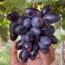 grape Fruit Houseplant Rare Tree Live Plant - Plant for Your Home Garden