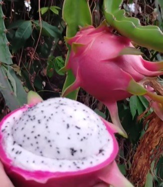 Dragon Fruit Houseplant Rare Tree Live Plant - Plant for Your Home Garden